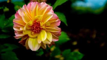 belles et étonnantes fleurs de dahlia rose jaune photo