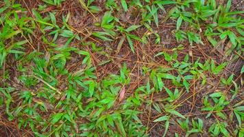 pommes de pin tombées sur le sol avec de l'herbe verte en arrière-plan photo