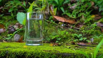 verres avec de l'eau sur un fond de plante verte photo