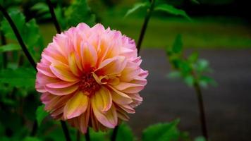 belles et étonnantes fleurs de dahlia rose jaune pinnata photo