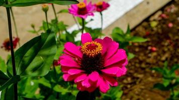 la fleur de zinnia commune est belle et étonnante photo