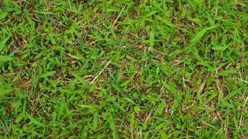 texture d'herbe verte pour le fond photo