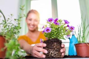 belle femme au foyer avec fleur en pot et ensemble de jardinage. travail à la maison. planter une fleur et nettoyer le printemps. la ménagère change de terrain pour une plante. prendre soin d'une plante en pot photo