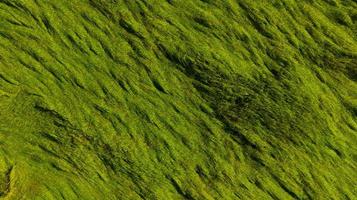 vue aérienne du fond de texture de champ de riz vert. les plants de riz se plient pour couvrir le sol des vents de mousson. modèle naturel de rizière verte. vue ci-dessus du champ agricole. beauté dans la nature. photo