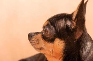 profil d'un chien chihuahua sur fond beige. un chien adulte de la race mini chihuahua. photo