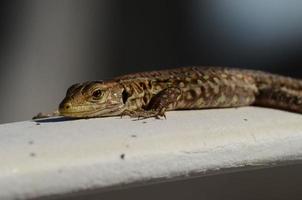 macro de petit lézard photo