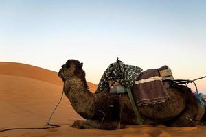 chameau au maroc photo