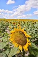 champ de tournesols en été photo