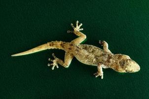 lézard gecko gris photo
