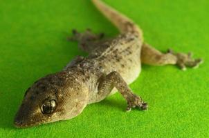 lézard gecko gris photo