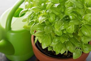 basilic vert frais en pot photo