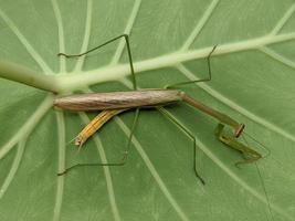 Tenodera aridifolia insecte sur feuilles de taro vert photo