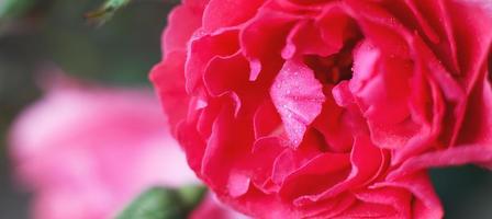 rose rouge avec des gouttes d'eau sur fond rose photo