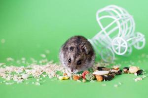 drôle de hamster djungarien mangeant de la nourriture près d'une poussette décorative vintage sur fond vert photo