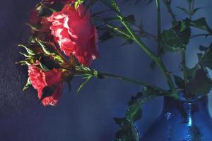 rose rouge avec un fort contraste et des gouttes d'eau sur un fond bleu noir. bouquet de fleurs dans un vase photo