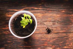 plants de tomates en pots photo