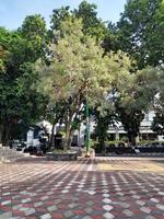 arbre ombragé dans le parc de la ville photo