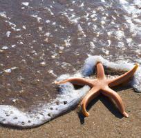étoile de mer portant sur une plage de sable à côté de l'océan. IA générative. photo