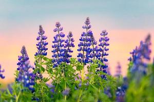 fleur de lupin violet coloré qui fleurit sur le ciel coloré du coucher du soleil au début de l'été photo