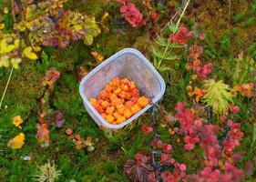 Plaquebière dans une boîte en plastique sur fond de feuilles colorées dans les montagnes près de Hemsedal Buskerud Norvège Nature scandinave Beauté en plein air Dessert végétarien Récolte d'automne de baies sauvages norvégiennes photo