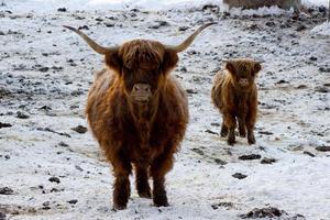 belle vache rouge écossaise en hiver, hemsedal, buskerud, norvège, jolie vache highland domestique avec veau, portrait de famille d'animaux, mère avec bébé, symbole du nouvel an 2021, papier peint, affiche, calendrier, carte postale photo