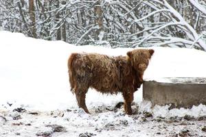 belle vache rouge écossaise en hiver, hemsedal, buskerud, norvège, jolie vache highland domestique, portrait d'animal, papier peint, affiche, calendrier, carte postale, animal de ferme norvégien photo