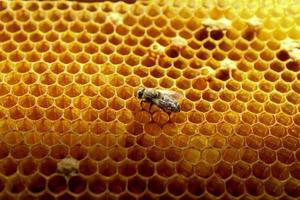 vue rapprochée de l'abeille nouvelle-née à l'intérieur de la ruche sur le cadre avec du miel, jeune abeille à la recherche de nourriture, vue arrière, métamorphose de l'abeille des carpates ukrainiennes photo