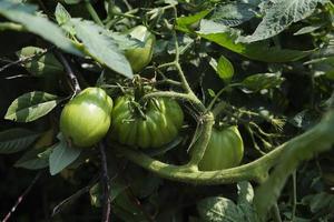 mûrir les tomates vertes accrochées aux brindilles un jour d'été dans un lit de jardin photo