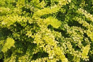 entrelacement de brindilles jaunes et de feuilles d'épine-vinette un jour d'été dans le jardin photo