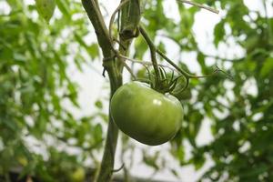 tomates mûrissantes suspendues entre les feuilles sur des brindilles dans la serre photo