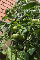 mûrir les tomates vertes accrochées aux brindilles un jour d'été dans un lit de jardin photo