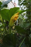 fleur de courgette jaune sur une tige parmi les feuilles et l'herbe dans le jardin photo