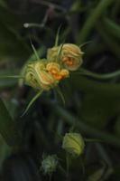 fleur de courgette jaune sur une tige parmi les feuilles et l'herbe dans le jardin photo