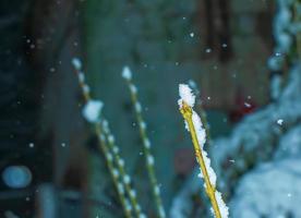 branche d'arbre givrée avec de la neige en hiver. branches de buissons dans la neige en hiver par temps de neige nuageux. fond d'hiver. photo