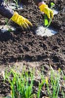 agriculteur plantant des plants de chou dans un sol humide photo