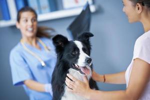 femme vétérinaire examinant un chien en clinique photo
