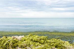 algues vertes et algues sur des pierres au bord de la mer. concept d'écologie et de catastrophes naturelles photo