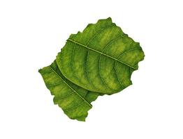carte du lesotho faite de feuilles vertes sur le concept d'écologie de fond de sol photo
