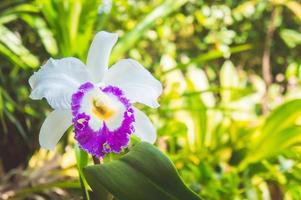 fleurs blanches ou fleurs d'orchidées cattaleya qui fleurissent dans le fond du jardin naturel photo