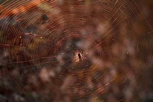 une grande araignée tisserande brune dans sa toile chasse sa proie. photo
