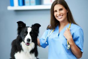 femme vétérinaire examinant un chien en clinique photo