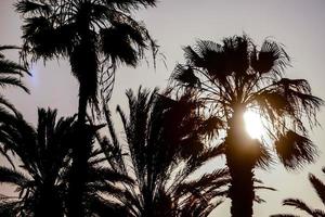 silhouettes de palmiers photo