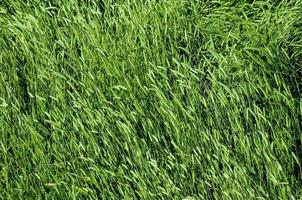 haute texture herbe photo