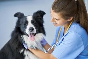 femme vétérinaire examinant un chien en clinique photo