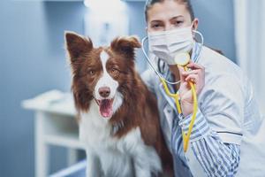 chien border collie brun lors d'une visite chez le vétérinaire photo