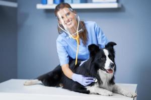 femme vétérinaire examinant un chien en clinique photo