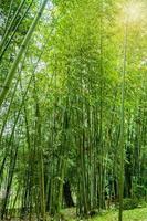 forêt de bambous à chiang mai en thaïlande photo