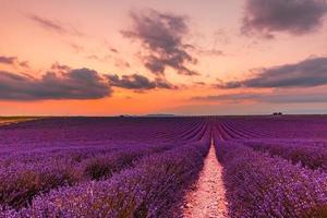 paysage magnifique, vue sur le champ de lavande français au coucher du soleil. coucher de soleil sur un champ de lavande violette en provence, france, valensole. paysage naturel d'été photo