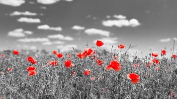 fleurs de pavot, noir et blanc, fond floral en fleurs rouges. concept nature printemps été, couleurs sélectives. processus artistique photo