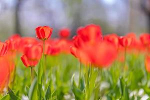 vue rapprochée sur la nature d'étonnantes tulipes roses rouges qui fleurissent dans le jardin. fleurs de printemps sous la lumière du soleil. paysage naturel de plantes à fleurs ensoleillées et feuillage romantique flou. bannière nature panoramique sereine photo